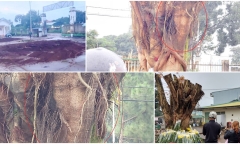 Cây si có hình thù giống 