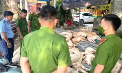 Kiểm tra nhà hàng ở Vĩnh Phúc, phát hiện gần 800 kg thịt lợn bốc mùi sắp tuồn ra thị trường