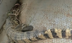 Bắt được cá sấu 