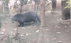 Clip: Báo đen 
