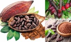 Loại hạt có nhiều ở Việt Nam, là “thần được” ngừa cả đau tim và đột quỵ