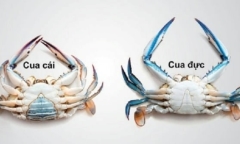 Ăn cua đồng đực hay cái bổ dưỡng hơn?