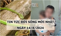 Tin tức đời sống ngày 14/8/2024: Rối loạn đông máu nặng do bị rắn lục cắn