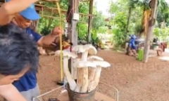Clip: Người đàn ông sửng sốt khi phát hiện cụm nấm khổng lồ mọc trên ruộng ngô