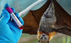Virus Nipah bùng phát ở Ấn Độ, ngành y tế TP.HCM tăng cường giám sát các trường hợp đi về từ vùng dịch
