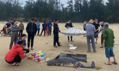 Xác cá voi nặng gần 100kg, dài 1,5 m trôi dạt vào bờ biển Hà Tĩnh