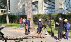 Vụ nhánh cây rơi, 5 người thương vong: Ám ảnh cảnh tượng sau tiếng động lớn
