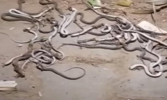 Clip: Người đàn ông