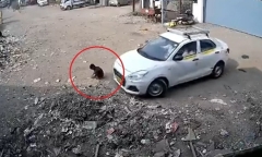 Clip: Thót tim khoảnh khắc bé trai 6 tuổi thoát chết thần kỳ dưới bánh ô tô