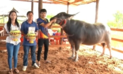 Video: Con trâu giá 2,3 tỷ đồng ở Thái Lan có gì đặc biệt?