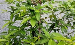 Có nên trồng cây vối trước nhà không?