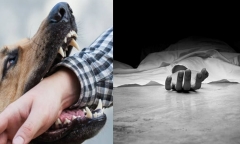 Thương tâm: Cứu chó hoang gặp nạn, nam cầu thủ bất ngờ bị cắn, tử vong ở Ấn Độ