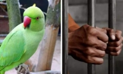 Người phụ nữ bị sát hại tại nhà, câu nói của con vẹt hé lộ danh tính kẻ thủ ác