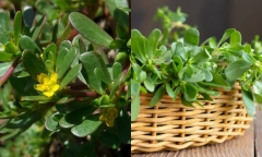  Loại rau này chỉ mùa đông mới có, giúp bổ gan lại ngủ ngon nhưng người có dấu hiệu này không nên ăn