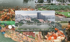 Hà Nội: 8 tấn cá koi được di chuyển khỏi hồ Đầm Đông nhường chỗ cho hoạt động trồng sen