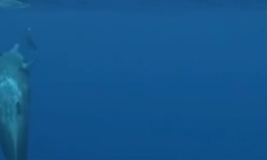 Clip:  Cá nhà táng bất ngờ lao tới giải cứu thợ lặn khỏi hàm cá mập tử thần