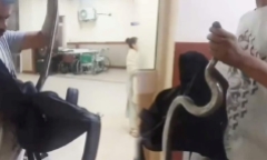 Clip: Bị rắn cắn, người đàn ông túm cổ luôn 