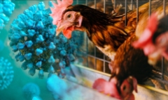 Cảnh giác trước nguy cơ cúm A/H5N1 xâm nhập vào Việt Nam: Bác sĩ khuyên gì?