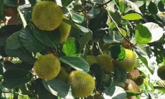 Ngỡ ngàng loại  "đặc sản " chua ngọt xưa chín rụng đầy vườn, nay bán 100.000 đồng/kg