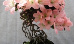 Hút hồn với vẻ đẹp mê đắm của bonsai đỗ quyên, có cây giá gần tỷ đồng