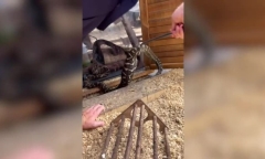 Clip: Trăn thảm xuất hiện trong cơ sở trông trẻ với bụng căng đầy