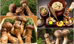 Giải mã cơn sốt nấm Matsutake - loại nấm đắt hơn vàng, giới siêu giàu lùng sục khắp thế giới