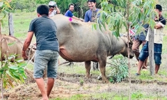 Khống chế trâu  "điên " tấn công 4 người bị thương ở Đắk Lắk