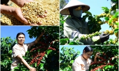 8X bỏ kinh doanh lên núi trồng cà phê và hành trình đưa hạt cà phê