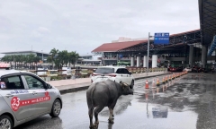 Tin thời sự nóng mới nhất ngày 23/1: Trâu đi lạc lên tầng 2 sân bay Nội Bài