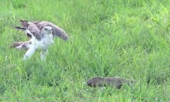 Video: Kỳ đà hung dữ há miệng đe dọa đại bàng