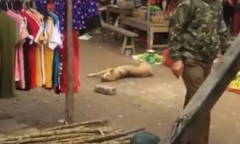 Đau lòng chó mẹ nằm bất động trên nền đất vì bị nhóm thanh niên đánh đập dã man