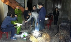 Triệt phá đường dây trộm, tiêu thụ hàng trăm con chó