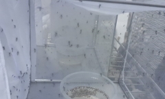 Thí điểm thả muỗi mang vi khuẩn Wolbachia tại Nha Trang để phòng sốt xuất huyết