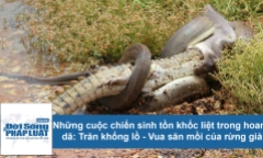 Cuộc chiến sinh tồn: Hé lộ loài sinh vật có biệt danh 