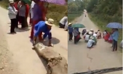 Làm rõ việc người dân ngồi che ô chờ xe tải chở lợn qua để xin tiền