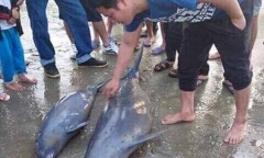 3 con cá heo mắc lưới ngư dân Hà Tĩnh sau lễ cầu ngư