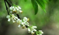 Mùa hoa bưởi tháng 3 về với phố phường Hà Nội