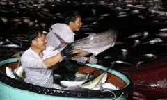 Ngư dân kể chuyện