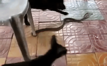 Video: Chó đen tử chiến với rắn cực độc và cái kết bi thảm cho kẻ thua cuộc
