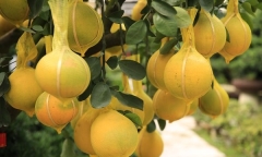 Bưởi Diễn vàng rực đường phố Sài Gòn, giá 70 triệu đồng/cây khiến nhiều người mê mẩn