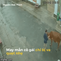 Video: Bò bất ngờ 