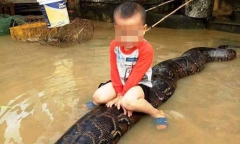 Vụ bé trai 3 tuổi cưỡi trăn 50 kg ở Thanh Hóa: Xử phạt gia đình nuôi trăn