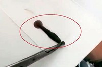 Ra khe suối tắm dịp nghỉ lễ, 2 người bị đỉa chui vào mũi hút no máu