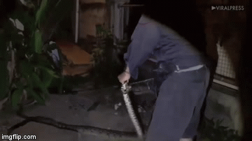 Video: Trăn