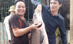 Cận cảnh con cá trắm đen 