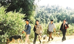 Theo cảnh khuyển 