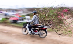 Đào phục vụ Tết Nguyên đán Kỷ Hợi tràn xuống phố, giá thuê hàng chục triệu đồng mỗi gốc