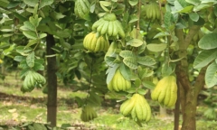 Phật thủ Hà Nội rậm rịch vào vụ Tết, thương lái chi 400 triệu đồng mua cả vườn