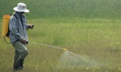 Thuốc diệt cỏ sử dụng tràn lan, nhiều bệnh tật phát sinh khó lường
