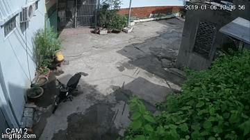 Video: Thanh niên hồn nhiên bê trộm cây mắc mật trong 